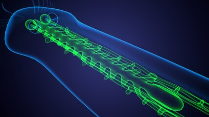 Planaria flatworm under the microscope .3d illustration
