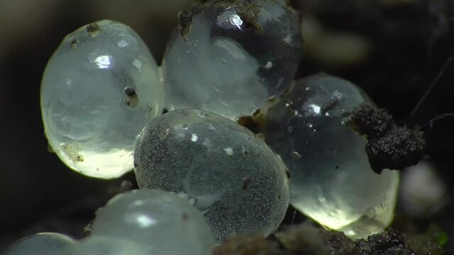 Schneckeneier, Embryos bei der Entwicklung und Bewegung