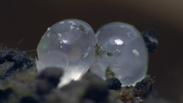 Schneckeneier, Embryos bei der Entwicklung und Bewegung