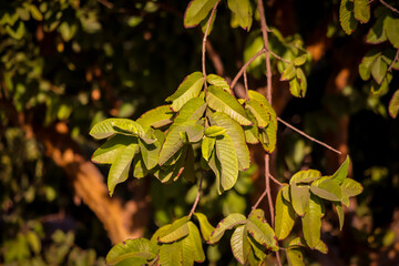 Green guava fruit hanging on tree,Jamfal or guava Tree with green fruit growing in a farm orchard,fresh guava fruit on tree