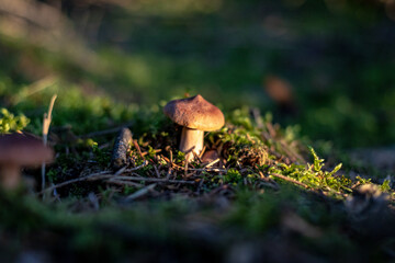 Lactarius rufus. Rufous milkcap, or the red hot milk cap edible wild fungus. Brown mushroom, natural environment background