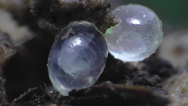 Schneckeneier, Embryos bei der Entwicklung und Bewegung