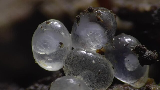 Schneckeneier, Embryos bei der Entwicklung und Bewegung