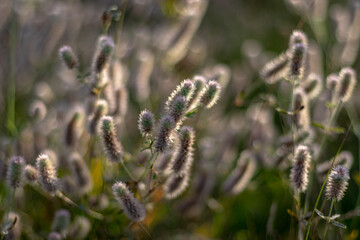 close up of lavender