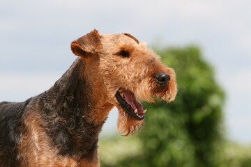 Airedale terrier portrait de profil © Dogs