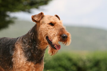 Airedale terrier portrait de profil © Dogs