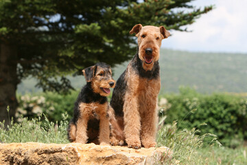 Airedale terrier adulte et chiot assis