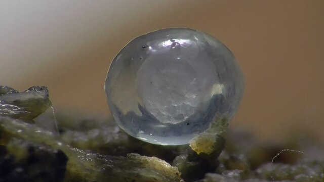 Schneckeneier, Embryos bei der Entwicklung und Bewegung
