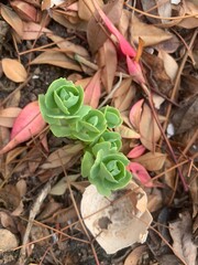 Many simple beautiful like a rose flower