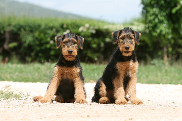 Deux chiots Airedale terrier assis de face 