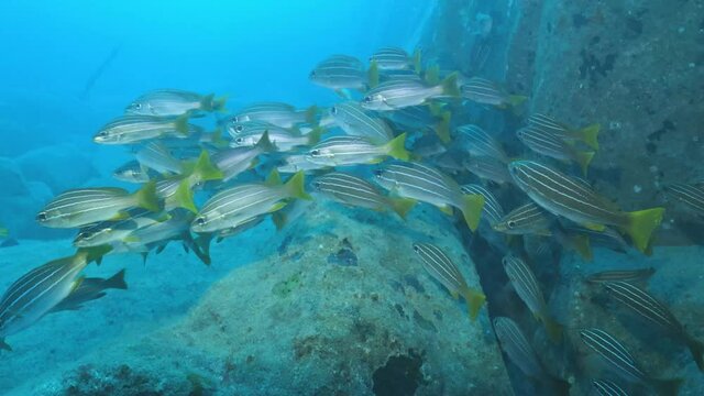 African striped grunt (Parapristipoma octolineatum), school of fish 