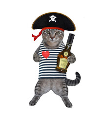 A gray cat in a pirate uniform drinks rum. White background. Isolated.