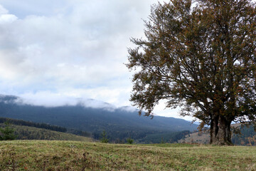 Fototapeta premium Peaceful mountain landscape with beautiful tree and green hills on autumn day