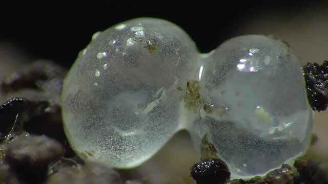 Schneckeneier, Embryos bei der Entwicklung und Bewegung