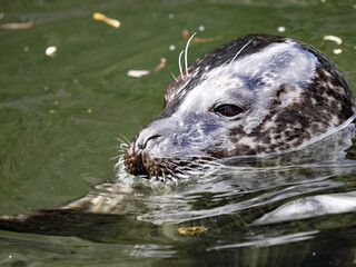 Portrait of a Common Seal, Phoca vitulina, floating in the water.