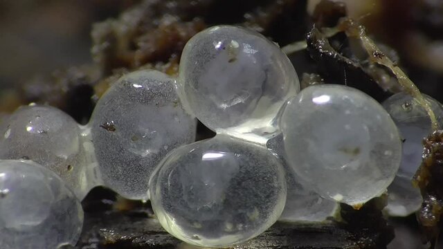 Schneckeneier, Embryos bei der Entwicklung und Bewegung