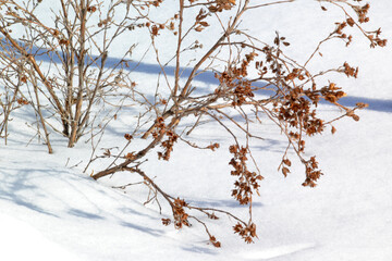 winter, shrub on white snow