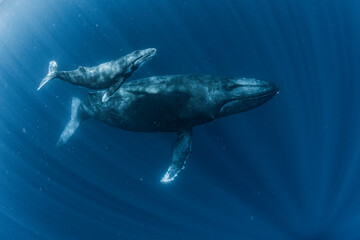 Humpback Whale