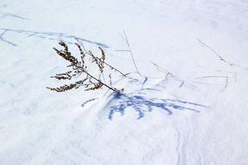 dry plant on white snow