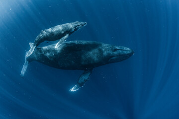 Humpback Whale