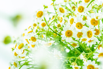 Full screen of small white chrysanthemum flowers