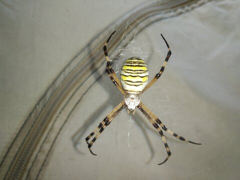 spider on the web