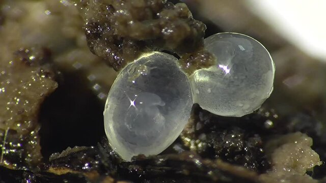 Schneckeneier, Embryos bei der Entwicklung und Bewegung