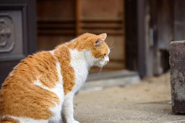Stray cat intimidating another cat (Brown and white cat)