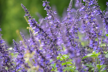 Amethyst Sage's purple flowers, Salvia leucantha