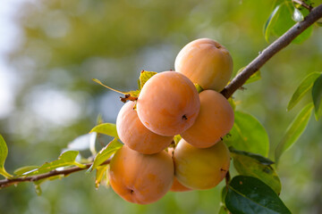 Ripe persimmon fruit, on the branch
