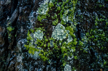 lichen on a tree