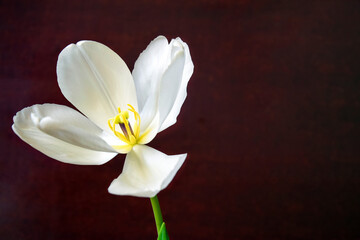 One open blooming white tulip on dark brown background. Close-up of spring flower. Copy space. Selective focus.