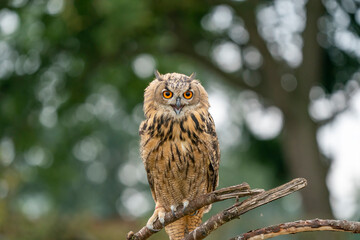Eurasian Eagle Owl, Bubo bubo, a large species of Eagle Owl. Sit in a tree, open beak, red eyes staring at you. One of the largest species of owls