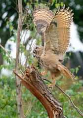 A Eurasian Eagle Owl or Eagle Owl. Land on a stump. . With spread wings and claws out, just above the stump. Seen from the side, in the forest