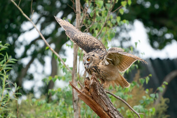 A Eurasian Eagle Owl or Eagle Owl. Land on a stump with open mouth, Red eyes stare at you while he is hunting