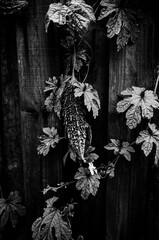 Black and white photo of a bitter melon