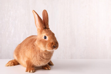 Cute bunny on white table against light background, space for text. Easter symbol