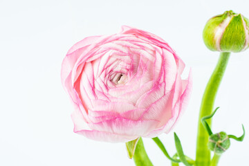 A pink celery leaf peony on white background
