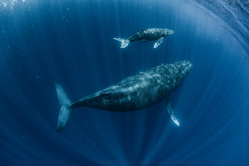Humpback Whale