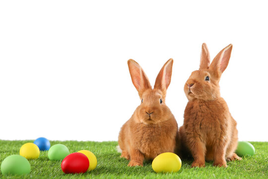 Cute bunnies and Easter eggs on green grass against white background