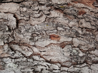 Old tree bark with beautiful patterns for graphic design
