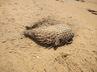 Dead pufferfish on the beach © SISYPHUS_zirix