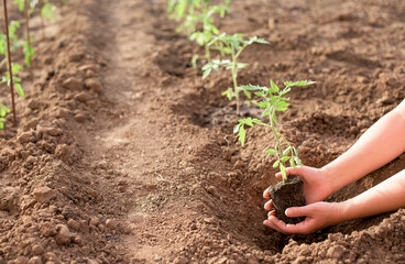 Newly planted tomato plant in a vegetable garden in the spring