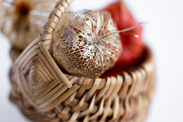 Fizalis or Chinese calls on a white background