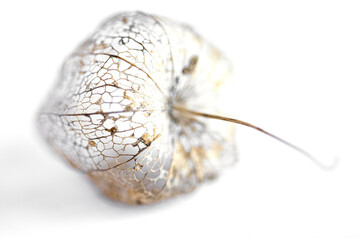 Fizalis or Chinese calls on a white background