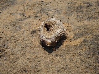 Dead pufferfish on the beach