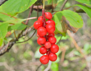 Far-eastern berries (Schisandra chinensis)