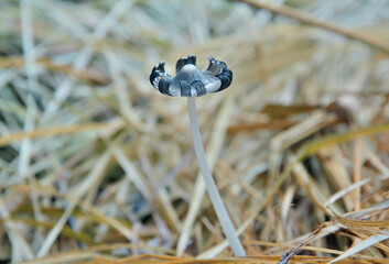 Edible mushroom (Coprinellus micaceus)