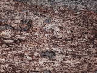 Old tree bark with beautiful patterns for graphic design