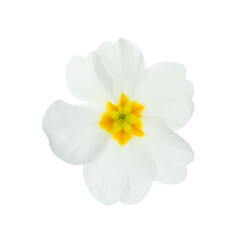 Naklejka na ściany i meble Beautiful primula (primrose) flower isolated on white. Spring blossom